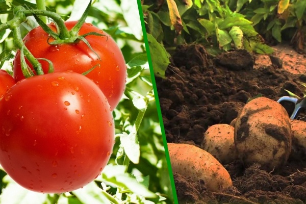 आलू-टमाटर को पछेती झुलसा जैसे विनाशकारी रोग से बचाने के लिए आवश्यक है, रोग आने से पहले से करें तैयारी अन्यथा हो जाएगा भारी नुकसान